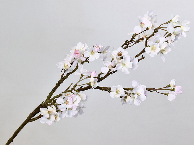 Apple Blossom 104cm White