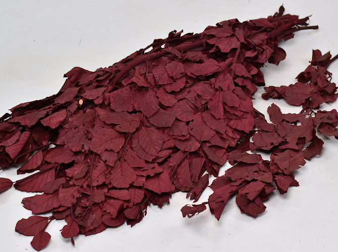 Beech Leaves Red 1kg