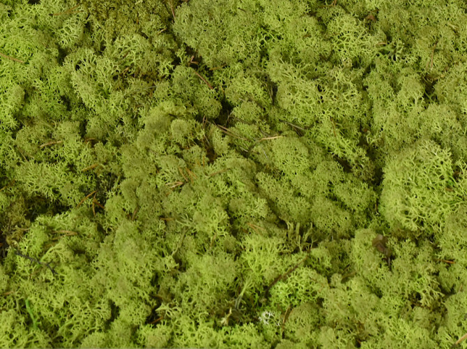 Cladonia Moss Lime Green Kg