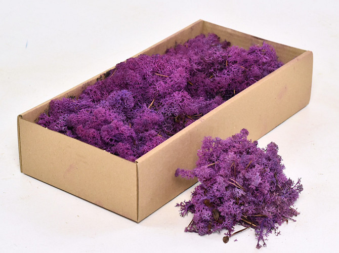 Cladonia Moss Purple 500g.