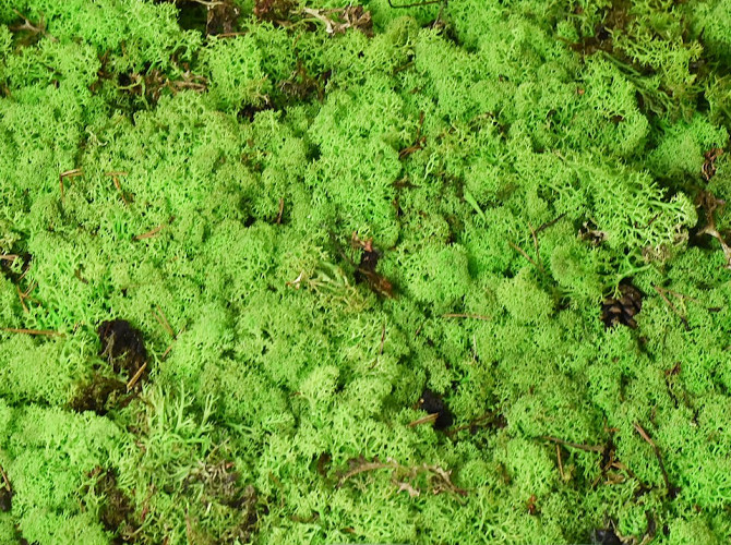 Cladonia Moss Spring Green per kg