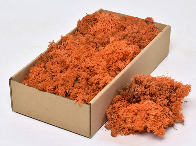 Cladonia Moss Orange 500gr.