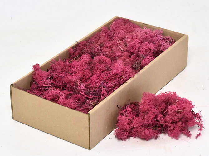 Cladonia Moss Fuchsia 500g.