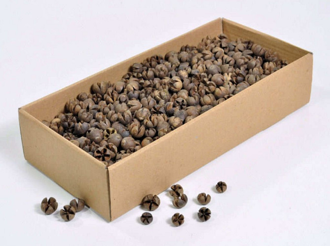 Wallachi Pods 1Kg.