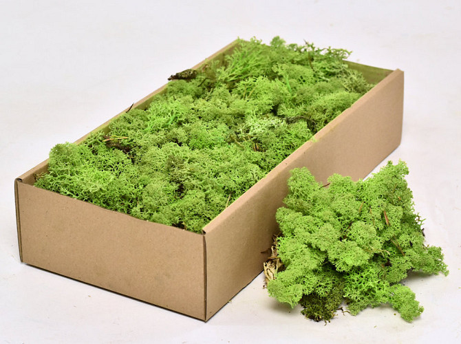 Cladonia Moss Spring Green 500g.