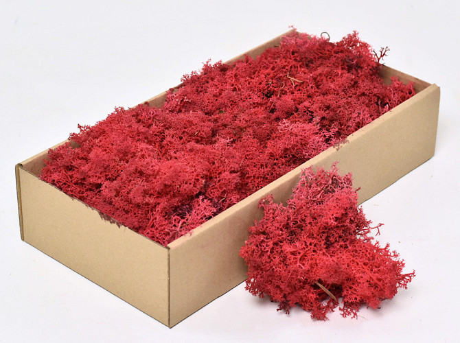Cladonia Moss Red 500g.