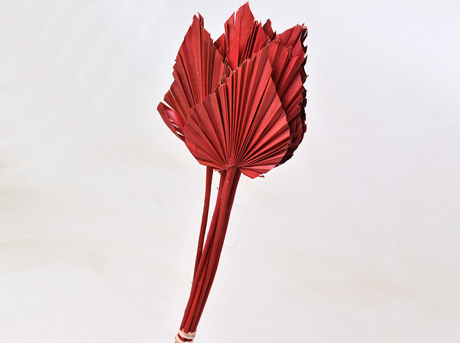 Palm Spear 40-55cm Red