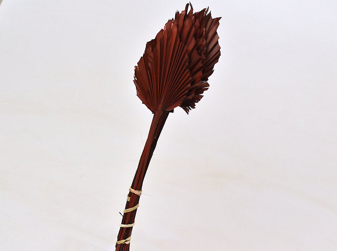 Palm Spear 40-55cm Braun