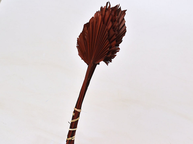 Palm Speer 40-55cm Bruin