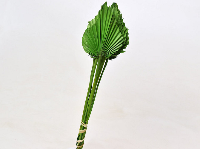 Palm Spear 40-55cm Green