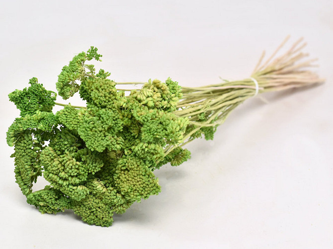 Achillea Nobilis 60cm Limettengrün