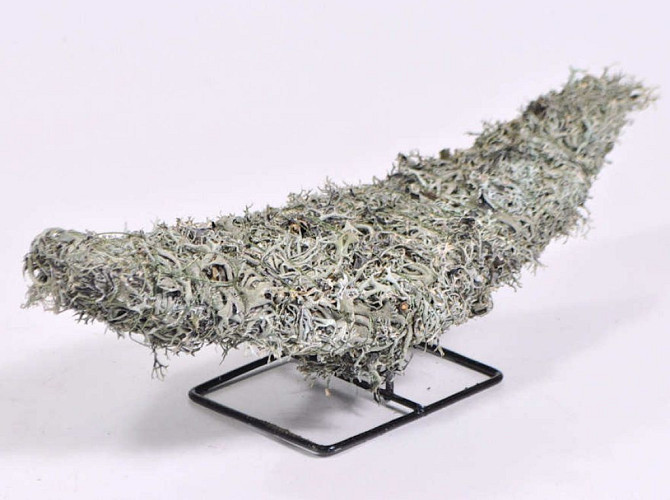 Half Moon Grey Moss 30cm