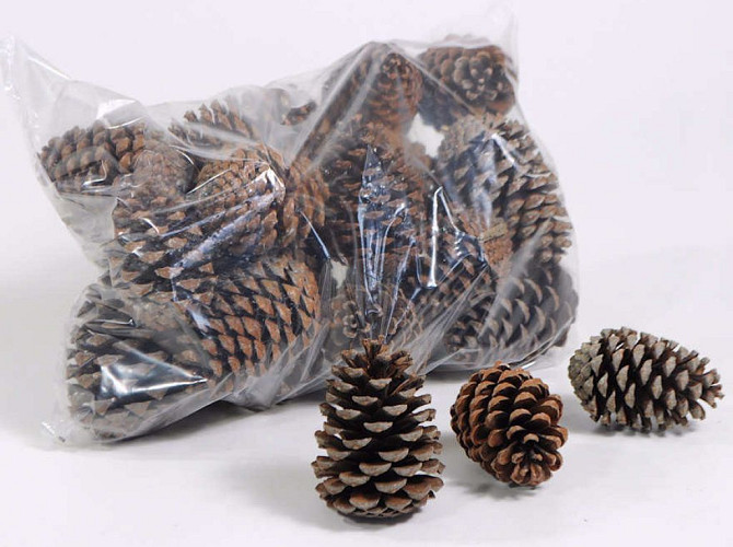 Pinus Maritima Cones