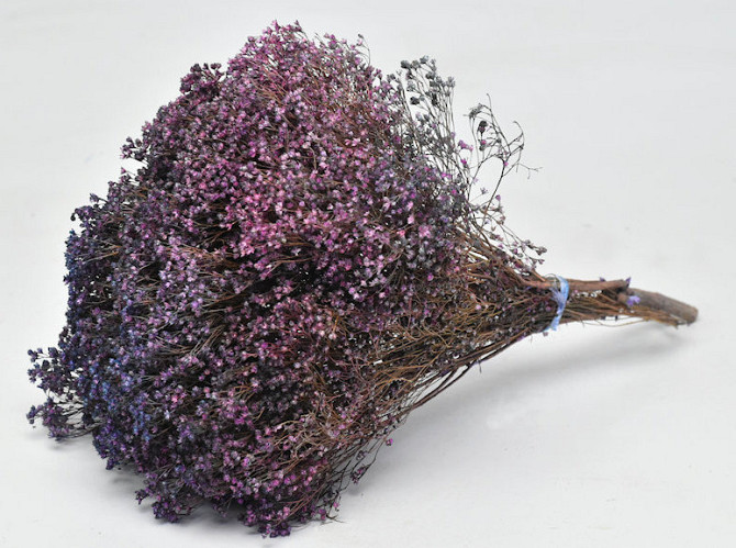 Broom Bloom 50cm Purple Flame