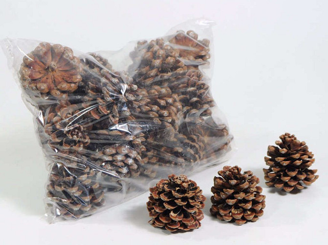 Pinus Pinea Cones 25pcs bag