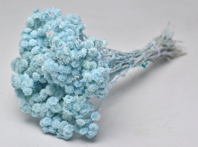 Helichrysum Immortelle 30cm Blau
