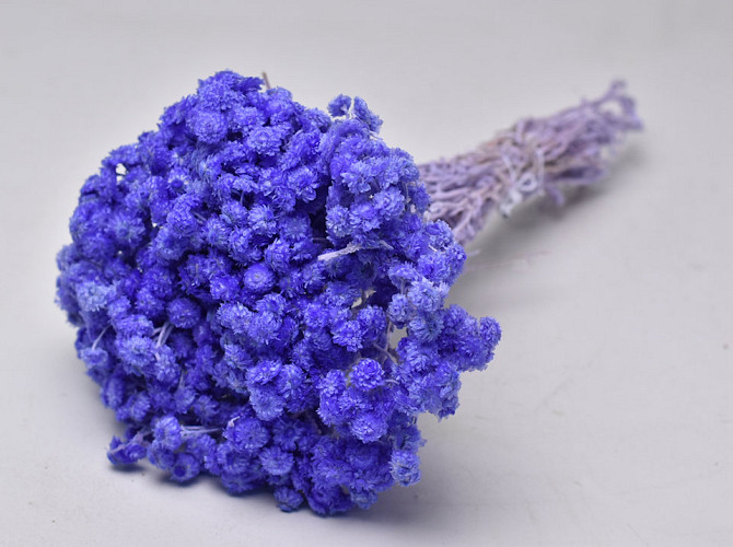 Helichrysum Immortelle 30cm Lavendel