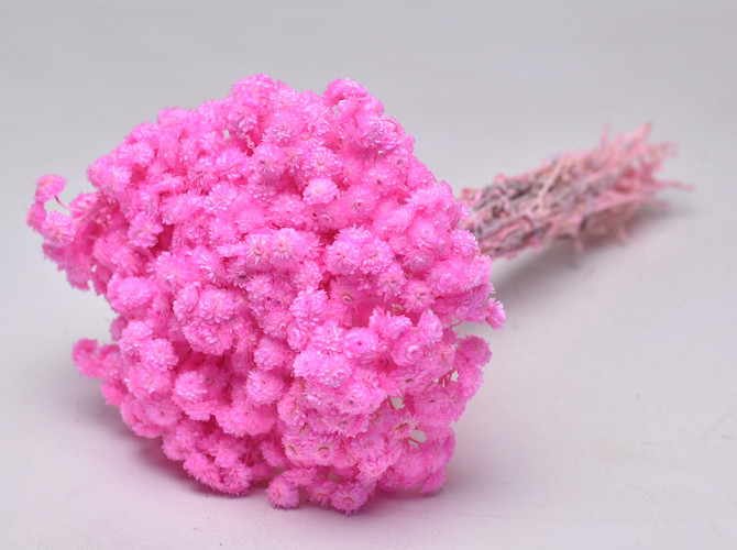 Helichrysum Immortelle 30cm Roze