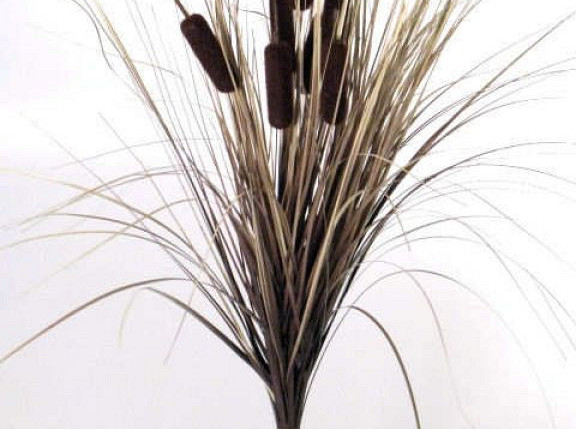 Bulrush Bundle 55cm