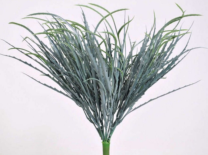 False Aralia Bush 40cm