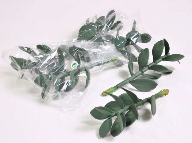 Money Plant 16cm