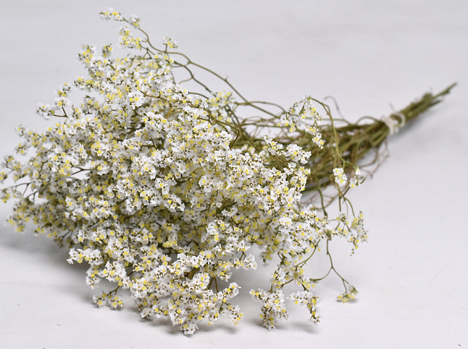 Limonium Sinensis 40cm