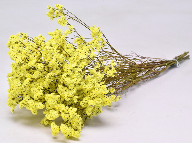 Limonium Gelb 40cm 