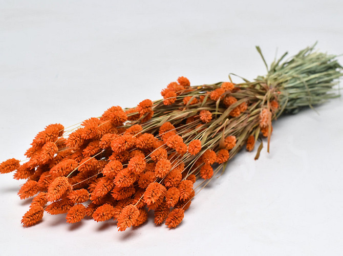 Bouquet Phalaris Orange 70cm