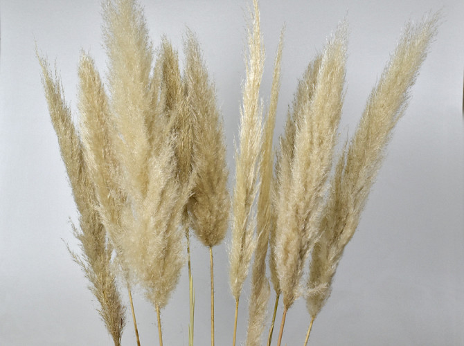 Pampas grass 90-110cm Mix