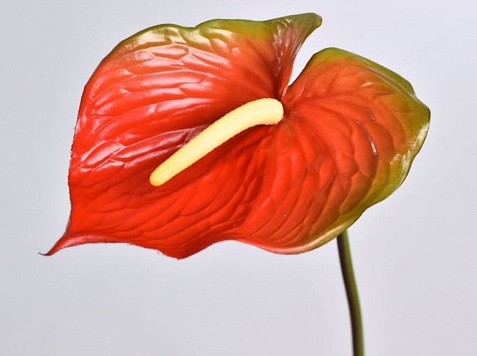 Anthurium  70cm-18cm Red