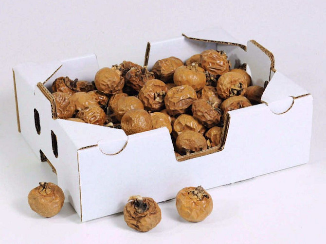 Caramel Pompino 3-4cm