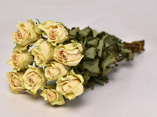 Rose Cream-Yellow 35cm