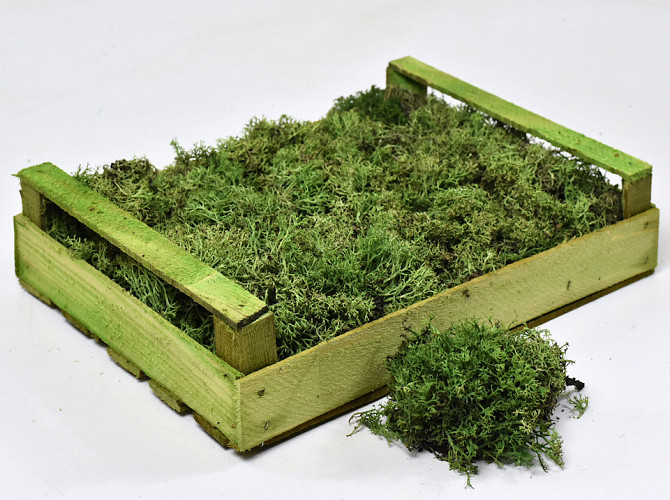 Silbermoos Waldgrün (Kiste 37x28cm)