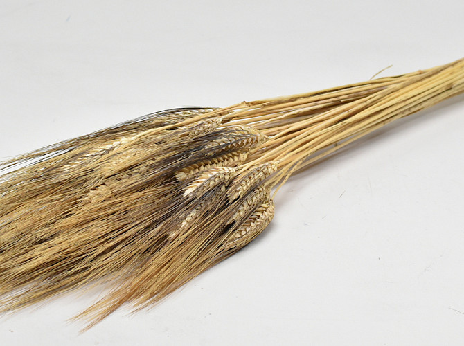 Wheat Black Beard 250gr 75cm