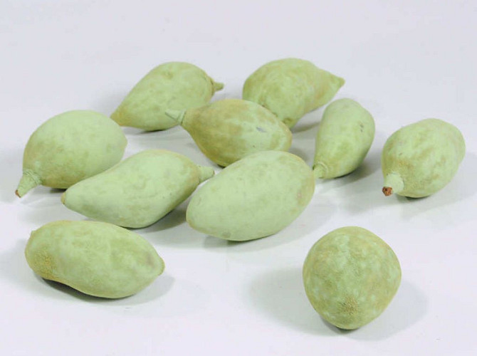 Baobab Green 8-14cm