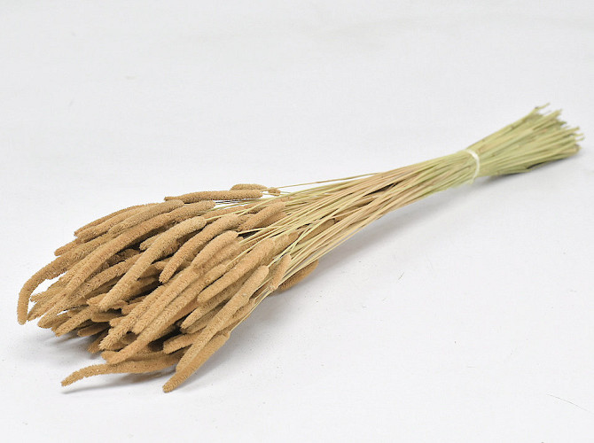Phleum 100gr. Sand