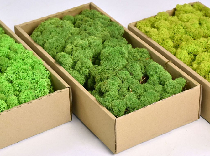 Reindeer Moss Forest Green 500gr.