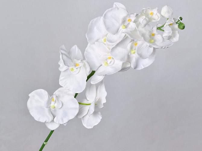 Phalaenopsis Spray White 100cm