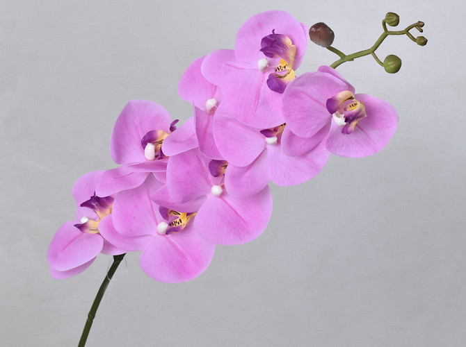 Phalaenopsis Spray Pink 88cm