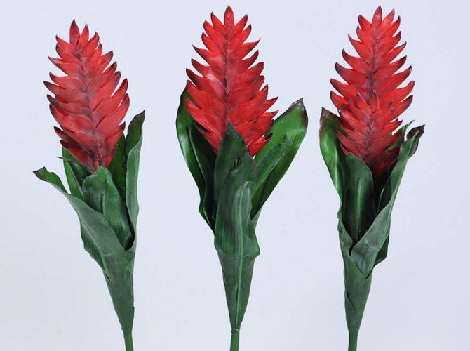 Bromelia 45cm rot