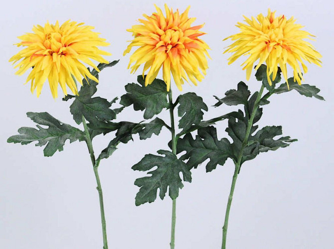 Dahlia Spider 65cm gelb