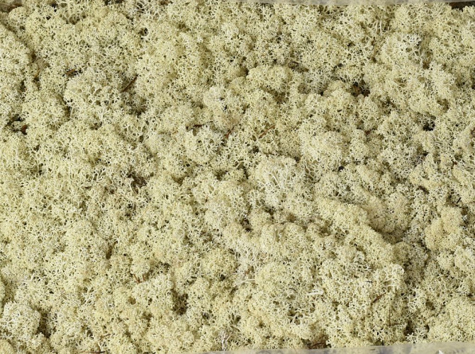 Reindeer Moss Natural per kg