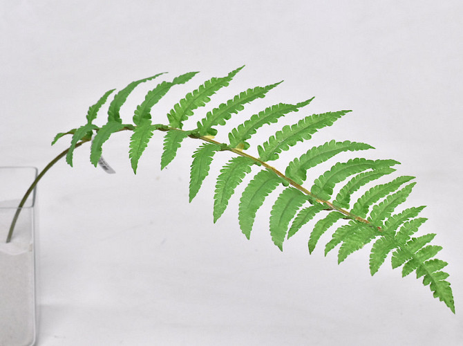 Ladder Fern Leaf 70cm