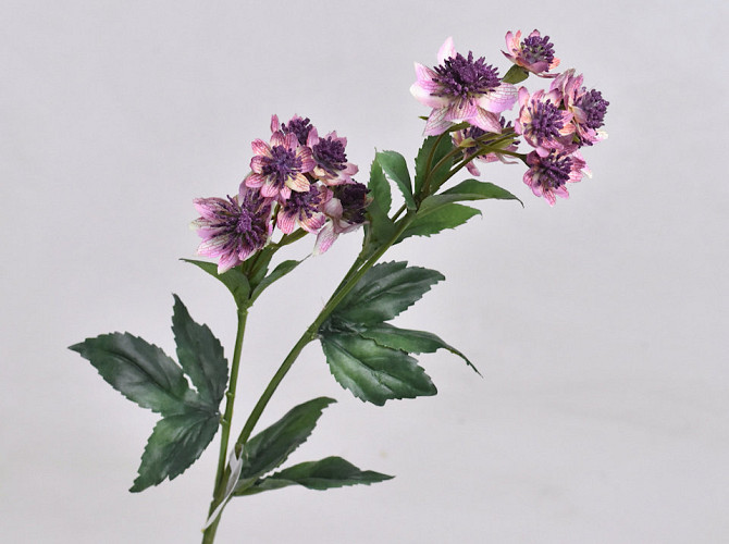 Astrantia Mauve 50cm