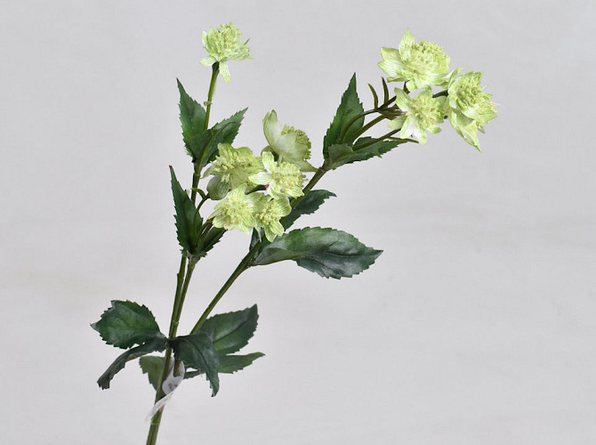 Astrantia Green 50cm