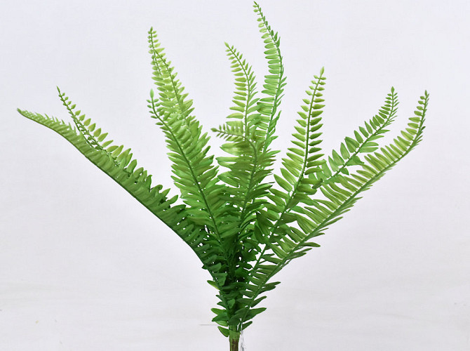 Boston Fern 48cm