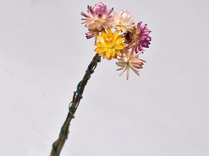 Mini Bunch Helichrysum 5pcs 30cm