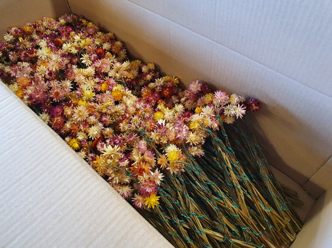 Mini Bunch Helichrysum 5pcs 30cm