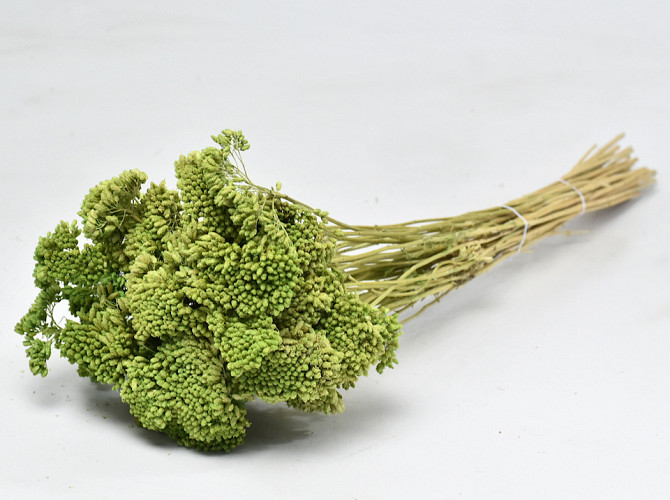 Achillea Parker Green 60cm