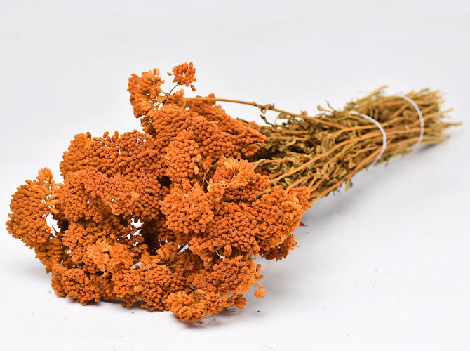 Achillea Parker Orange 60cm